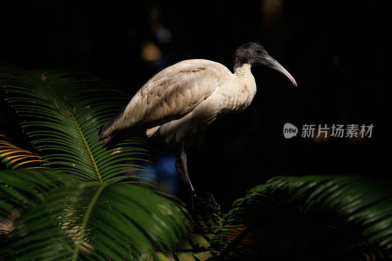 Threskiornis moluccus，澳大利亚白鹮